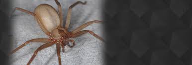 Pest control software helps exterminators collect and analyze pest data and recommend appropriate. Belton Missouri Pest And Termite Control Ant Termite Rodent Spider Control Service 64012 Mason Exterminating