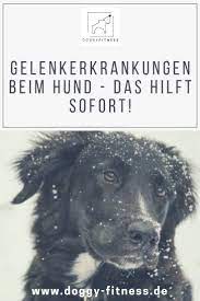 pin auf gesund mit hund