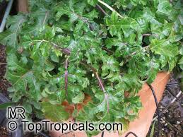 Image result for Solanum aculeatissimum