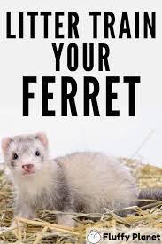 Litter Training Your Ferret Ferret Cute Ferrets Pet Ferret