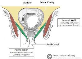 ƒ important to understand normal anatomy. The Pelvic Floor Structure Function Muscles Teachmeanatomy