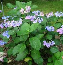 Image result for Ozoroa macrophylla