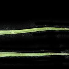 Image result for Commelina subulata