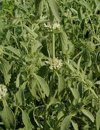 Image result for Achyrospermum micranthum