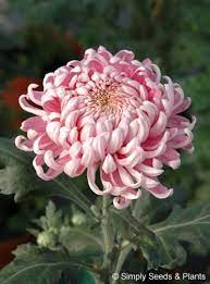 Chrysanthemum Pink Allouise One Of The Best Known Of All Bloom Chrysanths Good In The Vase And For Chrysanthemum Flower Chrysanthemum Plant Beautiful Flowers