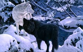Anime Black And White Wolf Pictures Black Wolf Wallpaper Pesquisa Google Wolf Wallpaper Wolf Art White Wolf