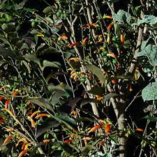 Image result for Halleria elliptica