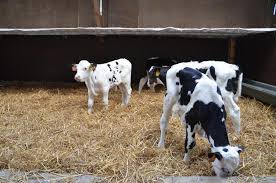 † en supposant une réduction de 4,4¢/kg du prix de vente pour chaque tranche de 45 kg de poids en plus à la vente des veaux. Bretagne Engraisser Des Veaux Croises Pour De Nouveaux Debouches Sillonbelge Be