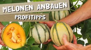 Melonen Anbauen Honigmelonen Profitipps Melonen Anbauen Melonen Honigmelone