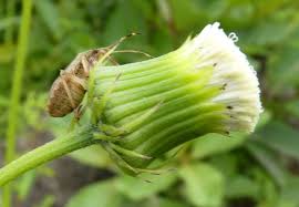 Image result for Crassocephalum rubens