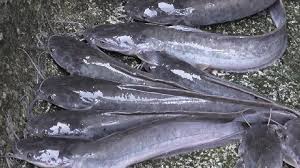 Banyak pemancing gusar saat memancing ikan lele baik di kolam galatama maupun lele liar, pasalnya umpan yang mereka. Pembenihan Ikan Keli Lele Keli Bagi Pemula Serta Cara Meraawatnya