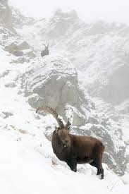 34 Gran Paradiso National Park Ideas Aosta Piedmont Region Aosta Valley