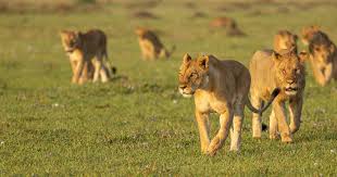 Lion facts | World Animal Protection