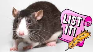 5 Reasons Why You D Love A Pet Rat Explore Awesome Activities Fun Facts Cbc Kids