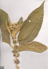 Image result for Solanum mauritianum