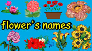 The list of bird names below will be sorted by common name. Learn Flower S Names With Pictures And Correct Pronunciation Flower S Names Vocabulary For Kids Youtube