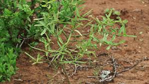 Image result for Capparis citrifolia