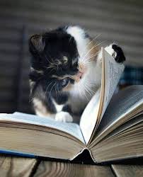 Pin Von Siyah Beyaz Auf Yavru Kediler Katzchen Baby Katzen Susse Tiere Susse Katzen Fotos