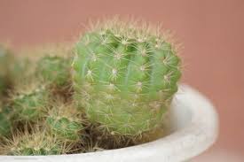 Tiny needles may remain if the handler doesn't properly. How To Remove Cactus Needles Embedded In Skin The Painless Way Succulent Alley
