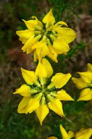 Image result for Genista
