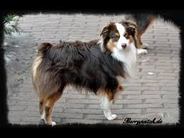 Als nbt wird jede art der unvollständigen rute bezeichnet: Brownings Applejack Berry Patch Aussies