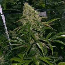 You have what every king and queen, every pharaoh and ruler, every ceo and celebrity of the past would give all their wealth for: Critical Mass Mr Nice Regular Zamnesia