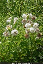 Image result for Cephalanthus