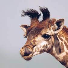 I am afraid i cannot give you a definitive answer to your question about what color a giraffe's tongue is. How Long Is A Giraffe S Tongue What Colour Is It Giraffe Conservation Foundation