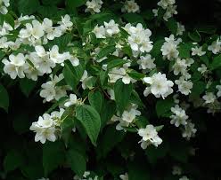 Check spelling or type a new query. Mock Orange Sweet Mock Orange Shrub Syringa Wild Flower Finder