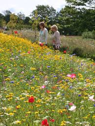 A chart of the best biennial & perennial flowers for bees. Why Bees Biodiversity Benefit From Indigenous Wildflowers