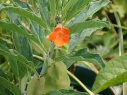 Image result for Pterodiscus aurantiacus