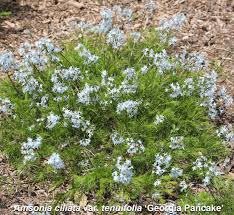 Image result for Stadmannia oppositifolia