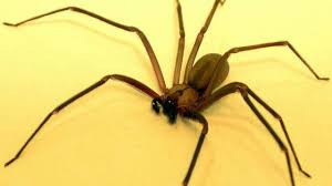 Brown Recluse Spiders In Michigan Pest Control Company Offers 300 Reward For Evidence Brown Recluse Spider Bite Brown Recluse Brown Recluse Spider