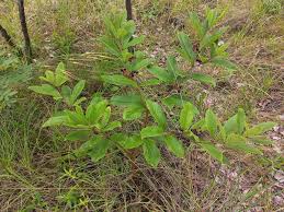 Image result for Cyphostemma crotalarioides