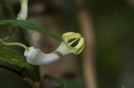 Image result for Ceropegia arenarioides