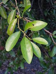 Image result for Olacaceae