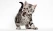 American Shorthair Breeders - Welcome to TICA