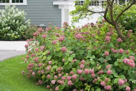 Image result for Hydrangea arborescens Pink Anabelle