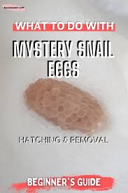 These eggs should stay above water because the embryos will die if submerged. What Should You Do With Mystery Snail Eggs Aquanswers