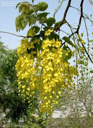 Pin On Cassia Fistula Tree