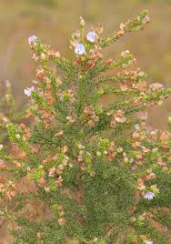 Image result for Psoralea glabra
