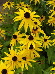 Image result for Pleiotaxis pulcherrima