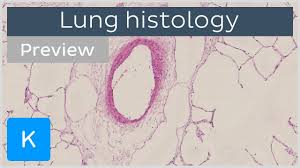 Please watch the video carefully and learn from lung histology diagram. Lungs Tissues And Cells Preview Human Anatomy And Histology Kenhub Youtube