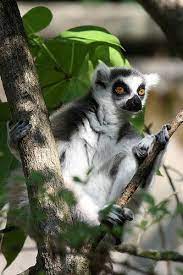 Lemur Lookout Animals Beautiful Types Of Monkeys Lemur