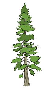 Located in northwest lower michigan between torch and intermediate lakes, we are one of the largest tree nurseries in the area and growers of fine christmas tree seedlings, christmas trees and large landscape trees, evergreen seedlings , hardwood seedlings and shrubs. Douglas Fir Tree Stock Illustrations 89 Douglas Fir Tree Stock Illustrations Vectors Clipart Dreamstime