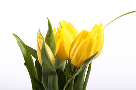 Kobieta jest jak róży kwiat, patrzy i zachwyca sie nią cały. Kwiaty Na Dzien Kobiet