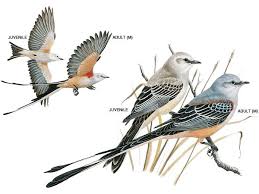 Birds Native To Oklahoma Scissor Tailed Flycatcher National Geographic Bird Illustration Scientific Illustration Flycatcher