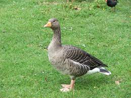 I did google search on this, but. Goose Wikipedia