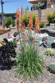 Image result for Kniphofia