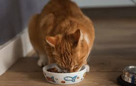 2,737,892 reviews on consumeraffairs are verified. 6 Nutro Cat Food Reviews Pros And Cons Pawsome Kitty